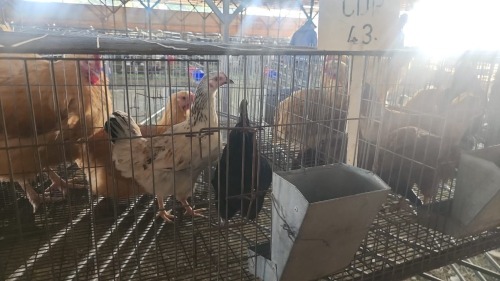 2 X FARM CHICKENS HEN KLUYTS LIVESTOCK FARMING (Per animal to take the lot)