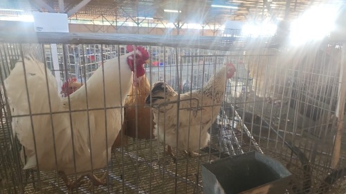 2 X FARM CHICKENS ROOSTER & HEN KLUYTS LIVESTOCK FARMING (Per animal to take the lot)