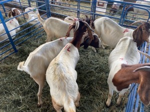 LOT 14 5X OOI/EWE BOERBOK Rhenosterhoek, Kobus van der Walt - 082926 0929 (Per stuk om lot te neem/Per Piece to take the lot)