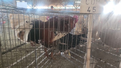 2 X BOSVELDER ROOSTER & HEN KLUYTS LIVESTOCK FARMING (Per animal to take the lot)