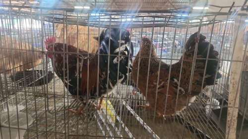 2 X BOSVELDER ROOSTER & HEN KLUYTS LIVESTOCK FARMING (Per animal to take the lot)