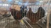 2 X BOSVELDER ROOSTER & HEN KLUYTS LIVESTOCK FARMING (Per animal to take the lot)