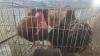 3 X GOLDEN LACED ORPINGTONS ROOSTER & HEN CDP (Per animal to take the lot)
