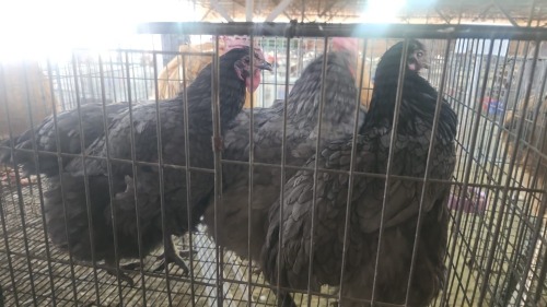 3 X BLUE OSTRA LOBS HEN CDP (Per animal to take the lot)