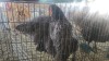 3 X BLUE OSTRA LOBS HEN CDP (Per animal to take the lot) - 2