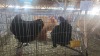 2 X OSTRA LOBS HEN CDP (Per animal to take the lot) - 2
