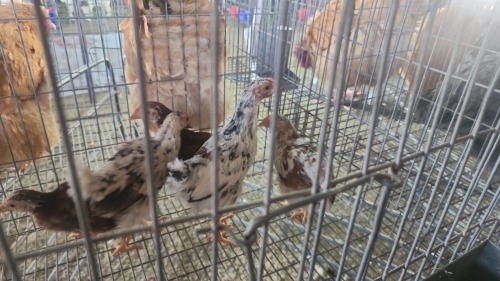 5 X BOSVELDER MIX MLK LIVESTOCK SA (Per animal to take the lot)