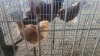 1 X BUFF ORPINGTON M MLK LIVESTOCK SA