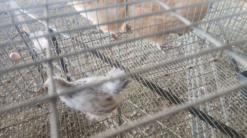 1 X BRAHMA MIX MLK LIVESTOCK SA
