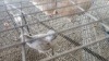 1 X BRAHMA MIX MLK LIVESTOCK SA