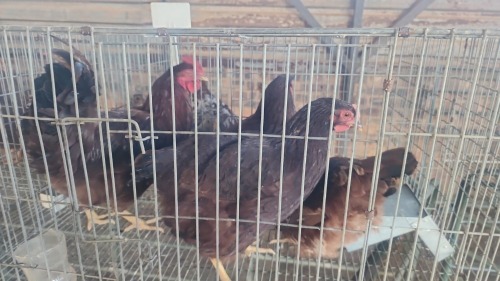 4 X RHODE ISLAND RED ROOSTER & HEN MLK LIVESTOCK SA (Per animal to take the lot)