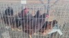 4 X RHODE ISLAND RED ROOSTER & HEN MLK LIVESTOCK SA (Per animal to take the lot)