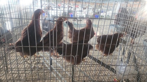 5 X RHODE ISLAND RED MIX MLK LIVESTOCK SA (Per animal to take the lot)