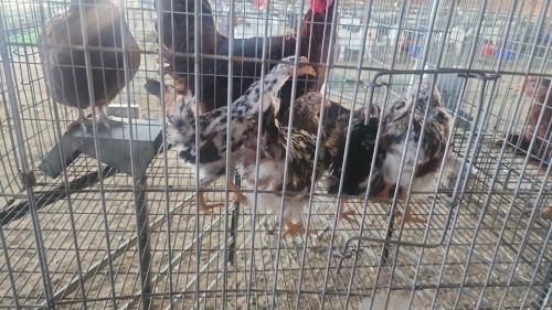 5 X BOSVELDER MIX MLK LIVESTOCK SA (Per animal to take the lot)