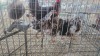 5 X BOSVELDER MIX MLK LIVESTOCK SA (Per animal to take the lot)