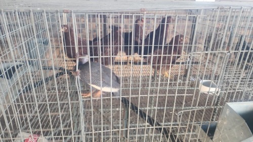 1 X GUINEA FOWL MIX MLK LIVESTOCK SA