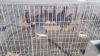 1 X GUINEA FOWL MIX MLK LIVESTOCK SA