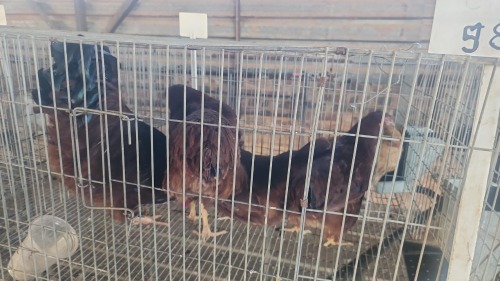 4 X RHODE ISLAND RED ROOSTER & HEN MLK LIVESTOCK SA (Per animal to take the lot)