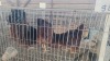 4 X RHODE ISLAND RED ROOSTER & HEN MLK LIVESTOCK SA (Per animal to take the lot)