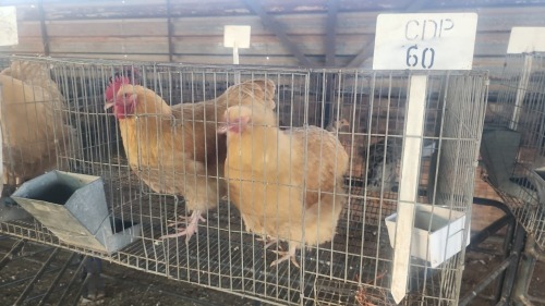 2 X BUFF ORPINGTON ROOSTER & HEN O. OOSTHUIZEN (Per animal to take the lot)