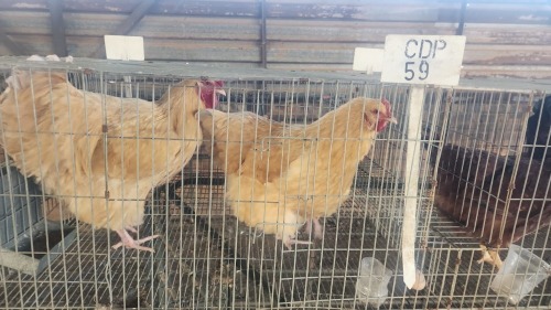 2 X BUFF ORPINGTON ROOSTER & HEN O. OOSTHUIZEN (Per animal to take the lot)