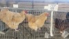 2 X BUFF ORPINGTON ROOSTER & HEN O. OOSTHUIZEN (Per animal to take the lot)