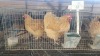 2 X BUFF ORPINGTON ROOSTER & HEN O. OOSTHUIZEN (Per animal to take the lot)