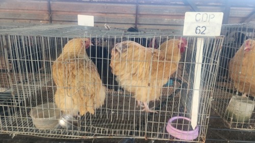 2 X BUFF ORPINGTON ROOSTER & HEN O. OOSTHUIZEN (Per animal to take the lot)