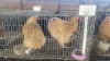 2 X BUFF ORPINGTON ROOSTER & HEN O. OOSTHUIZEN (Per animal to take the lot)