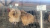 2 X BUFF ORPINGTON ROOSTER & HEN O. OOSTHUIZEN (Per animal to take the lot)