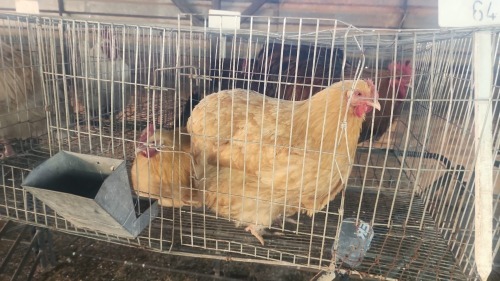 2 X BUFF ORPINGTON ROOSTER & HEN O. OOSTHUIZEN (Per animal to take the lot)