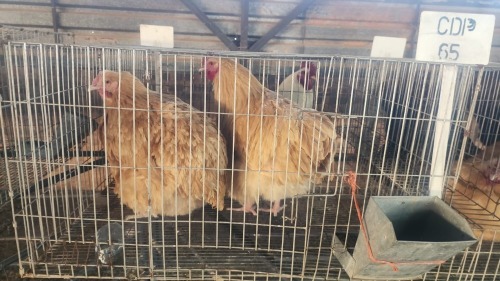 2 X BUFF ORPINGTON ROOSTER & HEN O. OOSTHUIZEN (Per animal to take the lot)