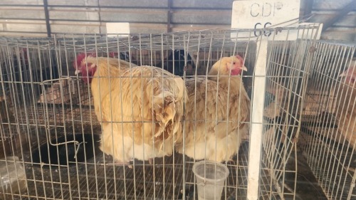 2 X BUFF ORPINGTON ROOSTER & HEN O. OOSTHUIZEN (Per animal to take the lot)