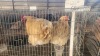 2 X BUFF ORPINGTON ROOSTER & HEN O. OOSTHUIZEN (Per animal to take the lot)