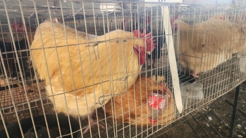2 X BUFF ORPINGTON ROOSTER & HEN O. OOSTHUIZEN (Per animal to take the lot)