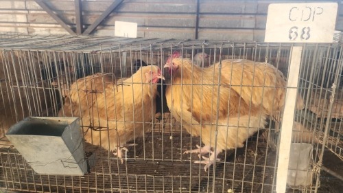 2 X BUFF ORPINGTON ROOSTER & HEN O. OOSTHUIZEN (Per animal to take the lot)