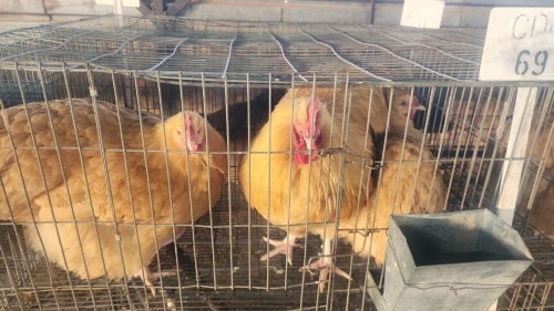 3 X BUFF ORPINGTON ROOSTER & HEN O. OOSTHUIZEN (Per animal to take the lot)