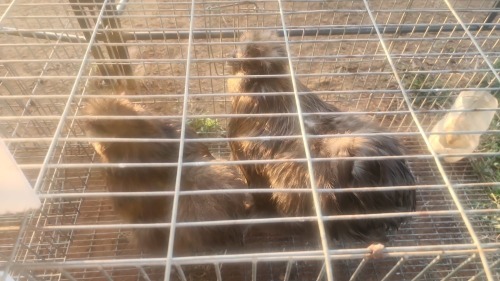 2 X CHOC BEARDED SILKIES N. CRAWFORD (Per animal to take the lot)