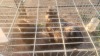 2 X CHOC BEARDED SILKIES N. CRAWFORD (Per animal to take the lot)