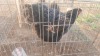 1 X GOLDEN LACED ORPINGTON N. CRAWFORD (Per animal to take the lot)