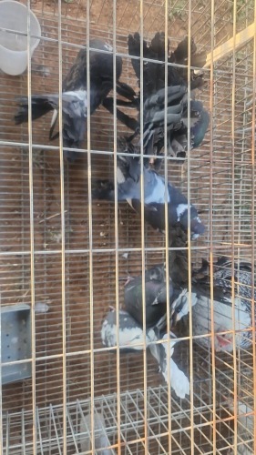 5 X FAN TAILS MLK LIVESTOCK SA (Per animal to take the lot)