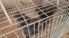 2 X BLACK SILKIES LOSOS FARMS (Per animal to take the lot) - 2