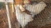 2 X WHITE SILKIES LOSOS FARMS (Per animal to take the lot) - 2