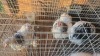 3 X COLUMBIAN PEKIN BANTAM LOSOS FARMS (Per animal to take the lot) - 3