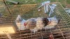 3 X BRAHMA BANTAM LOSOS FARMS (Per animal to take the lot)