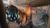 2 X BRAHMA BANTAM - PARTRIDGE LOSOS FARMS (Per animal to take the lot) - 2