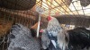 3 X LIGHT BRAHMA BANTAM LOSOS FARMS (Per animal to take the lot) - 3