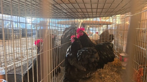 2 X MOTTLE PEKIN BANTAM LOSOS FARMS (Per animal to take the lot)