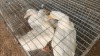 5 X KOEKOEK FYNDRAAI (Per animal to take the lot) - 2