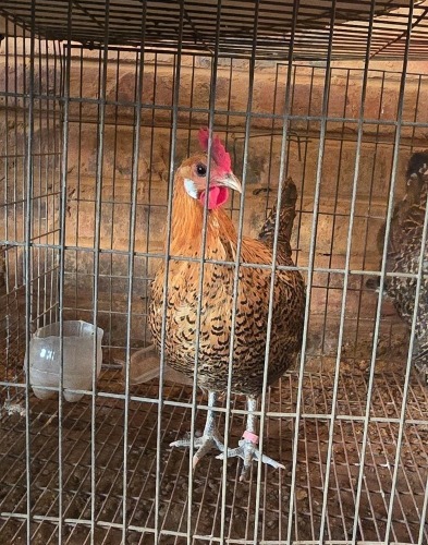 2 X CAMPINE - GOLDEN LOSOS FARMS (Per animal to take the lot)